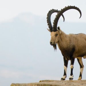 A Fairytale for Grown-ups | The Grateful and the Dead